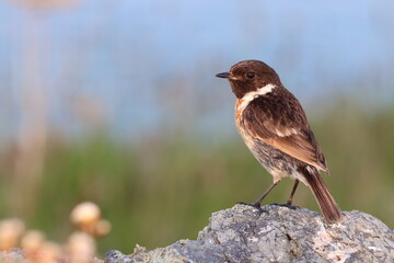 sparrow on a branch