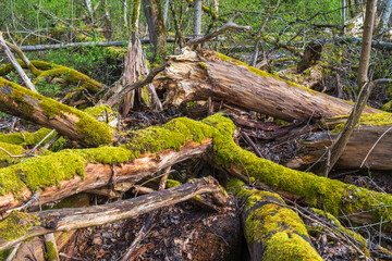 Old rotten tree trunks with moss