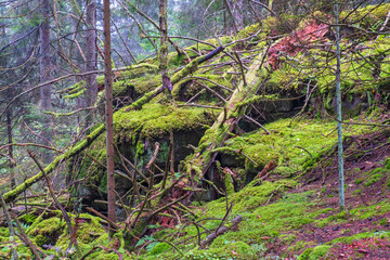 Natural forest with fallen trees at a rocks