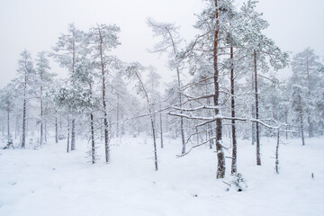 Pine woodland with snow and frost in a forest