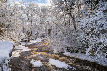 Rapid river in a winter forest