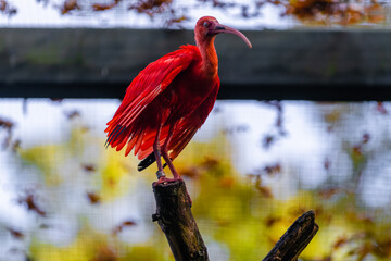 Fototapeta premium scarlet ibis bird