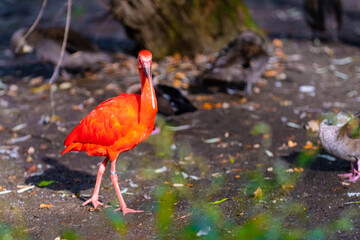 scarlet ibis bird