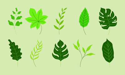 various green leaves illustration in vector graphics. the tropical foliage collection isolated on green. flat illustration for pattern, decorative element, art print, etc.