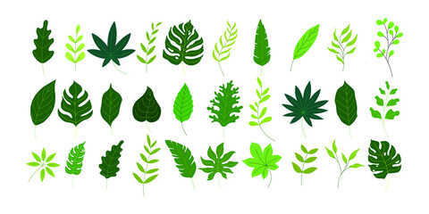 various green leaves illustration in vector graphics. the tropical foliage collection in natural style. flat illustration for pattern, decorative element, art print, etc.
