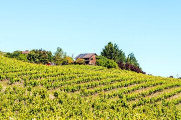 California Vineyards