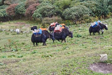 Buffalos carrying loads, Everest Base Camp, Khumbu Valley, Nepal