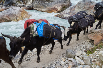 Buffalos carrying loads, Everest Base Camp, Khumbu Valley, Nepal