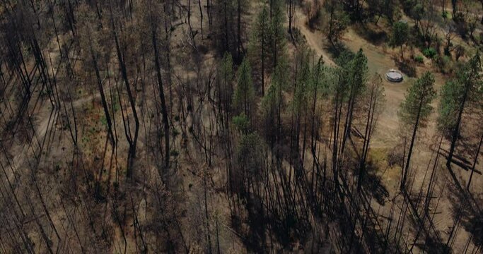 Aerial drone view of Dead trees ravaged by wildfire in california 