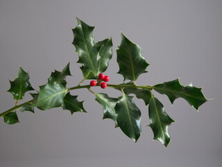 Branch of Christmas holly,  Ilex aquifoliumon with red berries, on grey background 