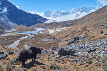 Yak, Renjo La pass trail