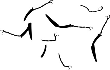 Legs of insects isolated on white background