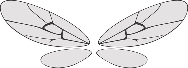 Wings of insect isolated on white background