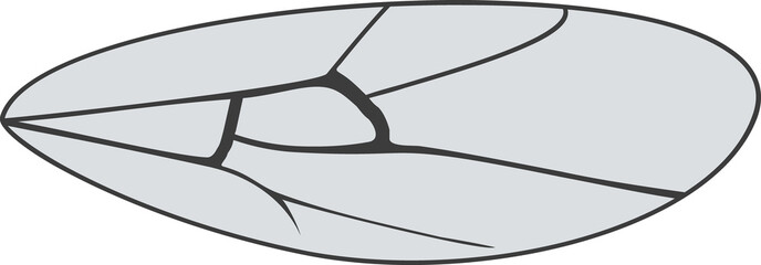 Wing of insect isolated on white background