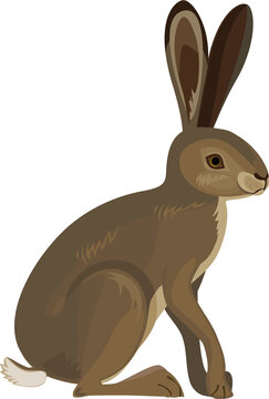 European hare (Lepus europaeus) isolated on white background