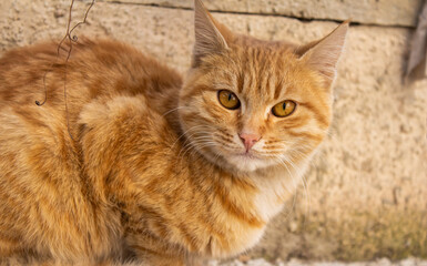 Naklejka na ściany i meble Close up portrait of a stray cat, homeless orange cat