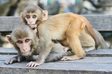 Monkey and baby monkey in Monkey temple Kathmandu