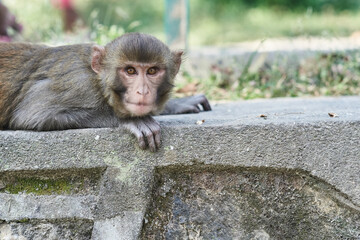 Monkeys in Monkey temple Kathmandu
