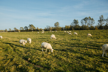 white sheep on the dike in northern Germany. the sheep graze the grass. Vacation in the country by the North Sea 