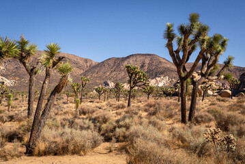 Joshua Tree National Park