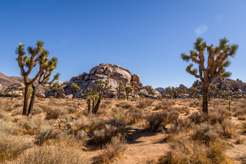 Joshua Tree National Park