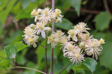 Fiori di Clematis virginiana