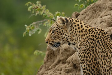 Leopardo Mammifero Animale-Leopard Animals 
mammal