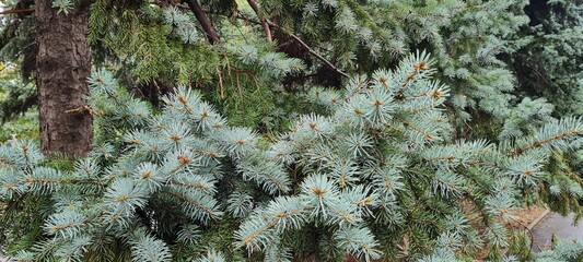 Scenic view of branches of a fir tree closeup. Fir needles background. Trees in the forest.  Close up of a needles. Macro view of spruce needles. Pine needles and moss