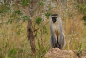 Fototapeta premium Green Monkey - Chlorocebus aethiops, beautiful popular monkey from West African bushes and forests, lake Mburo, Uganda.