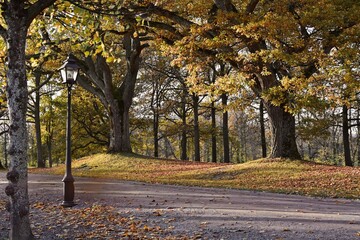 Naklejka premium Park alley during warm dry autumn. Yellow, red, brown leaves cover the ground. Powerful old trees on the tiny hills in the background.