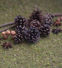 Christmas decor with  conifer, cedar, pine cones, on green mossy background