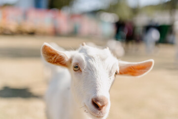 white goat portrait