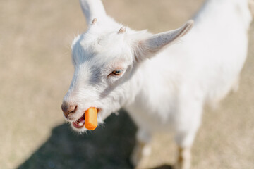 white goat portrait