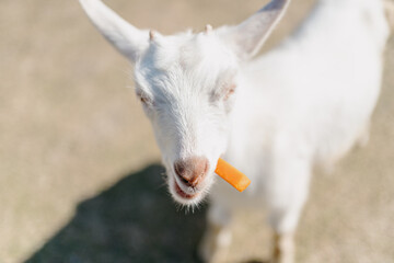 Obraz premium Goat at the zoo