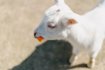 Obraz premium portrait of a goat
