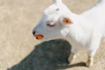 white goat portrait