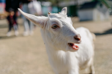 Obraz premium Goat at the zoo