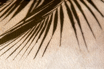 Shadow of palm tree leaf on wooden background
