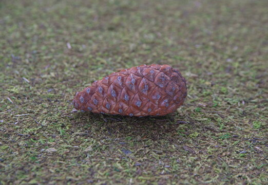 Closed Pine (conifer) cone,  seed cone,  ovulate cone on green mossy background