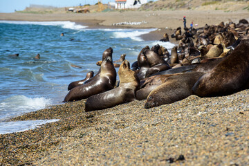Fototapeta premium Male Sea Lion , in the coastal colony,Patagonia, Argentina.