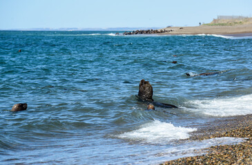 Male Sea Lion , in the coastal colony,Patagonia, Argentina.