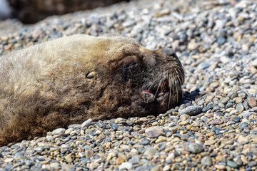 Fototapeta premium Male Sea Lion , in the coastal colony,Patagonia, Argentina.