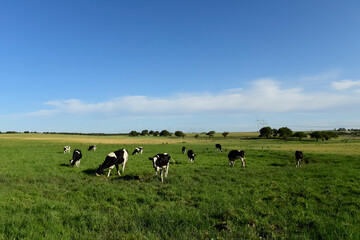 Cow with calf, La Pampa, Argentina.