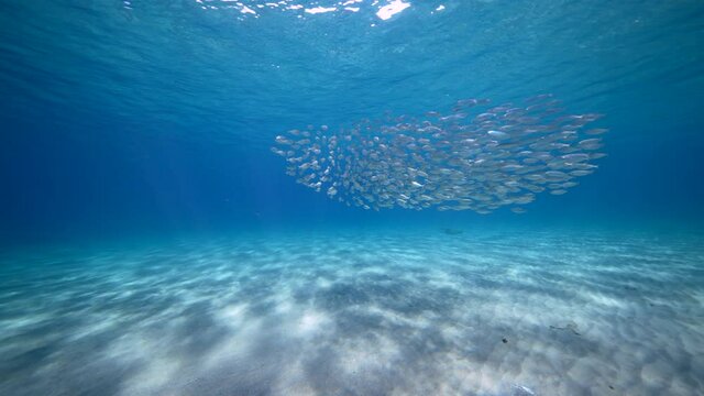 Seascape with Bait Ball, School of Fish in the shallow water of the Caribbean Sea, Curacao