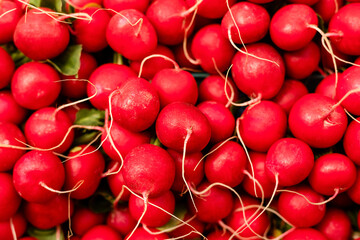 Big red ripe radish close up