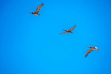 Brown Pelicans flying along the coastline of Padre Island NS, Texas