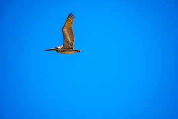 Brown Pelicans flying along the coastline of Padre Island NS, Texas
