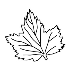 Obraz premium Vector illustration of a black currant leaf isolated on a white background