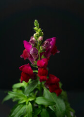Snapdragon potted or potted dragon flower plant isolated in black