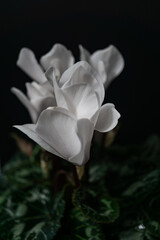 Cyclamen white natural pot plant in black